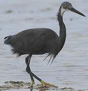 Aigrette dimorphe