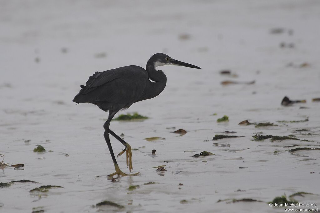 Dimorphic Egret