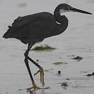 Aigrette dimorphe