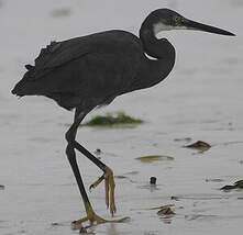 Aigrette dimorphe