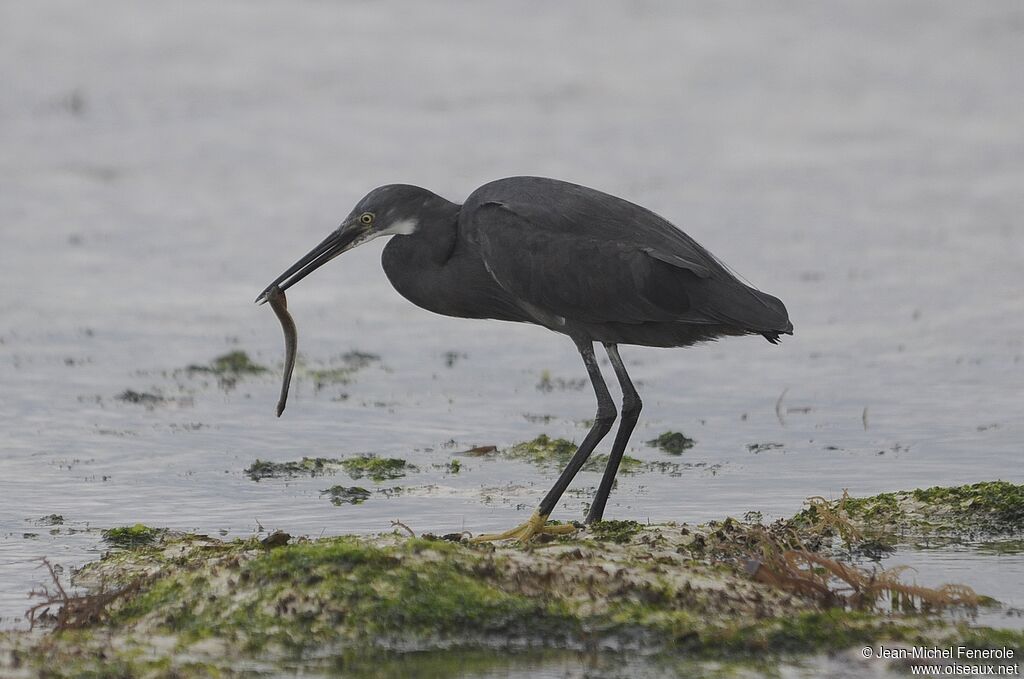 Aigrette dimorphe