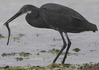 Aigrette dimorphe