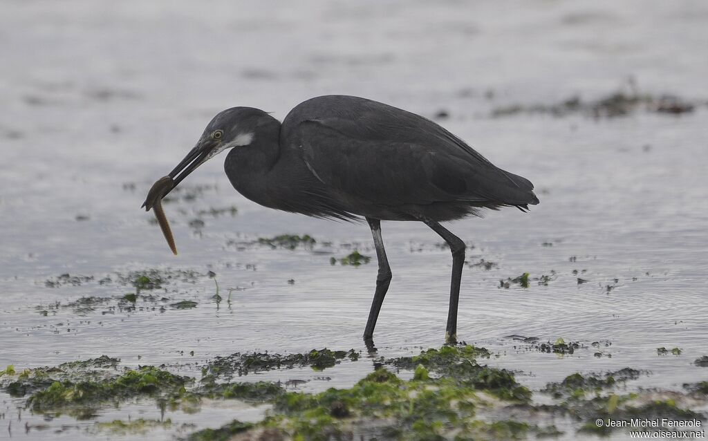 Dimorphic Egret