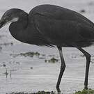 Aigrette dimorphe