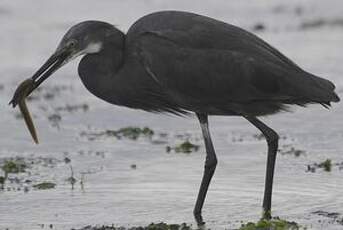 Aigrette dimorphe