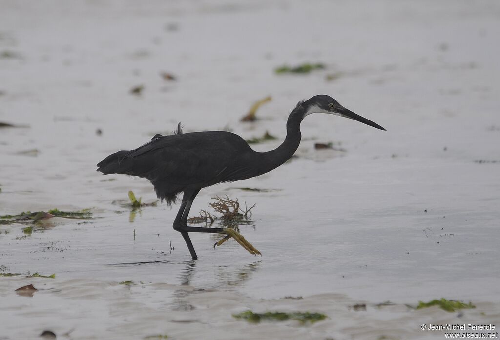 Aigrette dimorphe