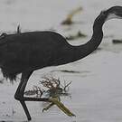 Aigrette dimorphe