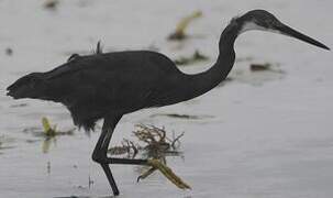 Aigrette dimorphe