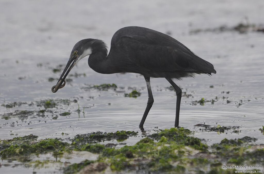 Dimorphic Egret