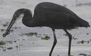 Aigrette dimorphe