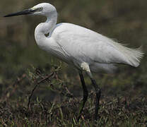 Aigrette garzette