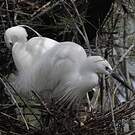 Little Egret