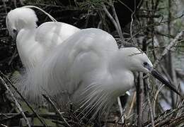 Little Egret