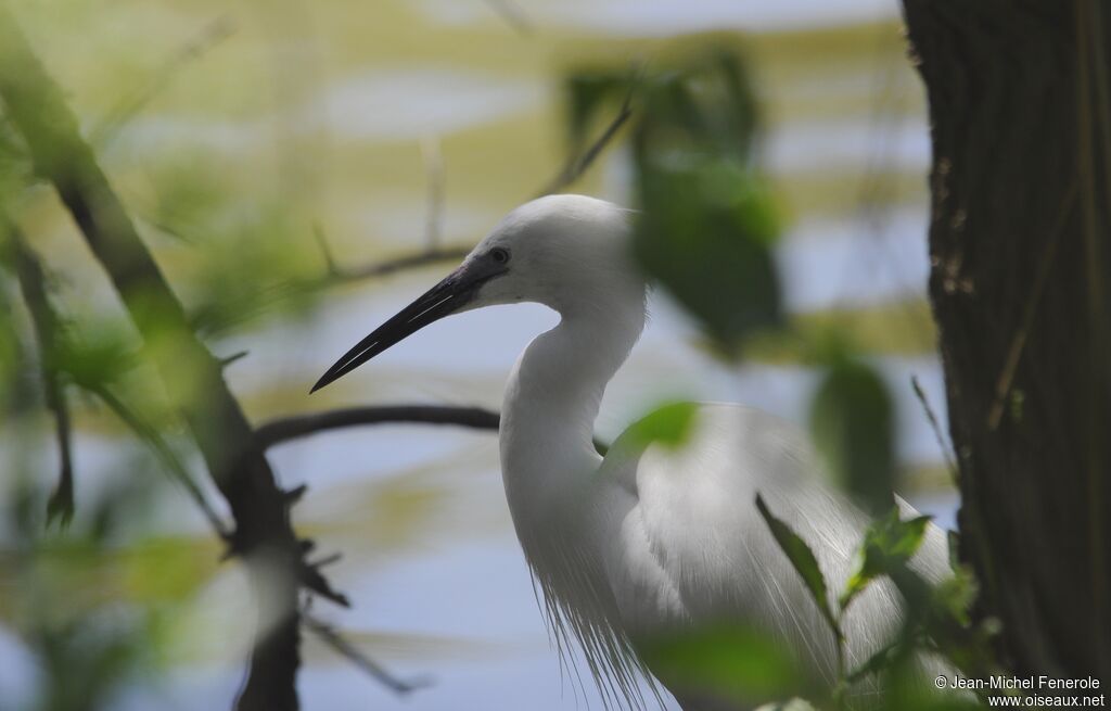 Aigrette garzette