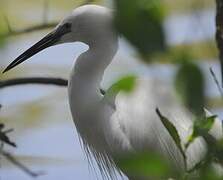 Little Egret