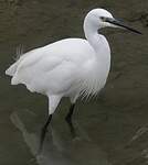 Aigrette garzette