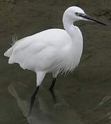 Little Egret