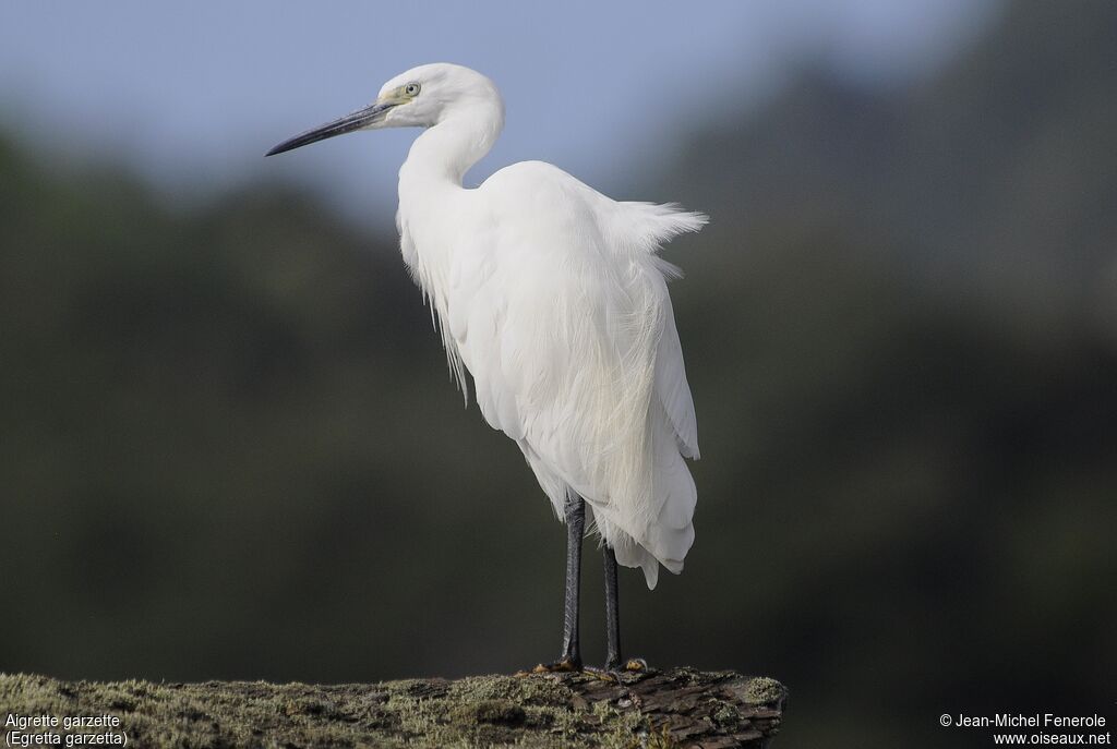 Aigrette garzette