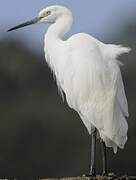 Aigrette garzette