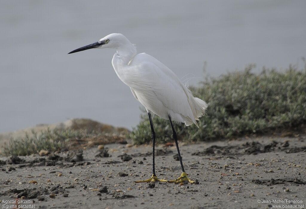 Aigrette garzette