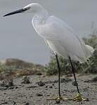 Aigrette garzette