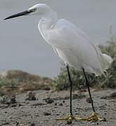 Little Egret