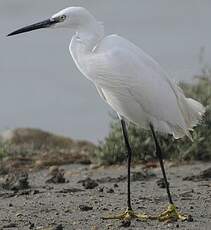 Aigrette garzette