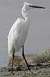Aigrette garzette