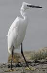 Aigrette garzette