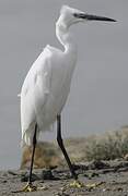 Aigrette garzette