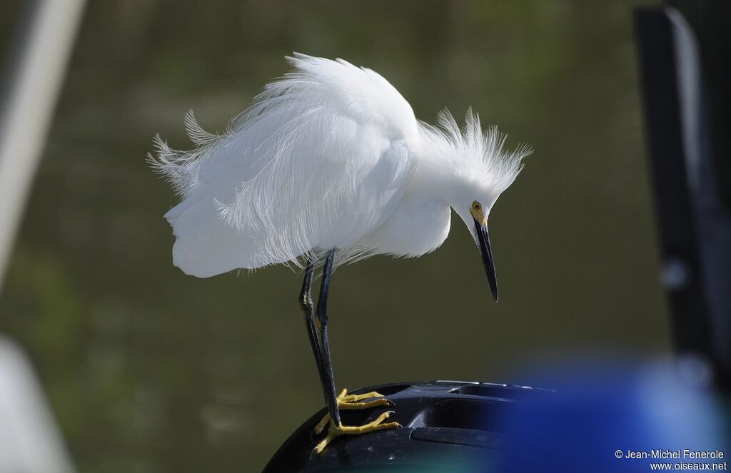 Aigrette neigeuse