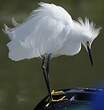 Aigrette neigeuse