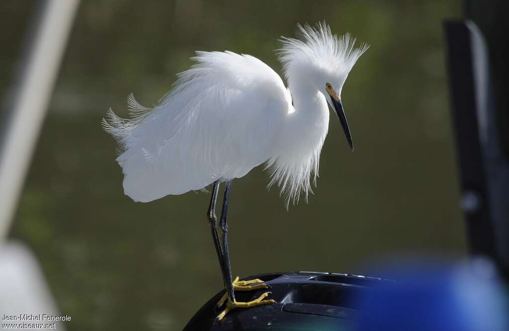 Snowy Egretadult breeding, identification