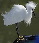 Snowy Egret