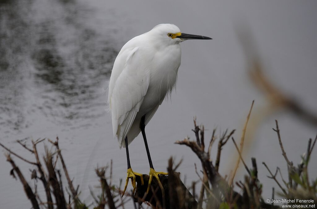 Aigrette neigeuse