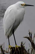 Snowy Egret