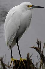 Aigrette neigeuse