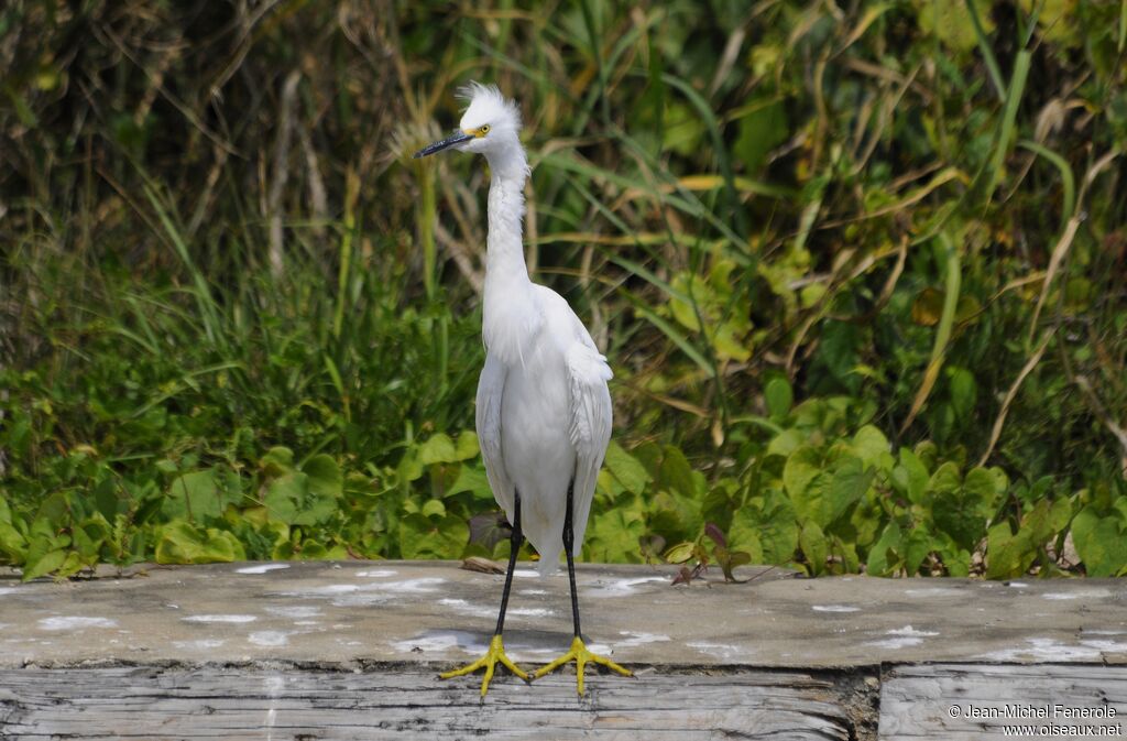 Aigrette neigeuse