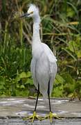 Snowy Egret