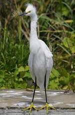 Aigrette neigeuse