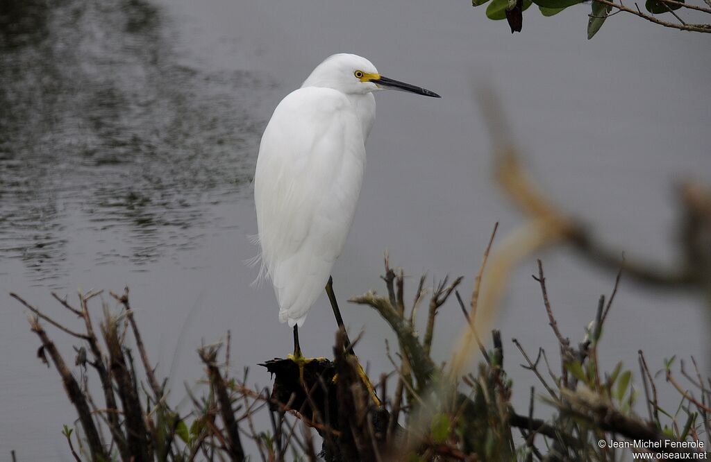 Snowy Egret