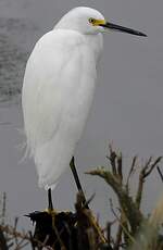 Aigrette neigeuse