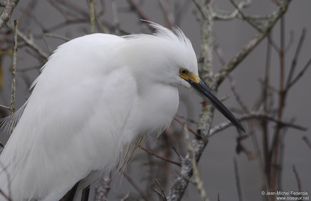 Snowy Egret