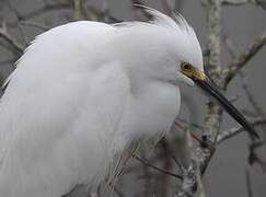 Snowy Egret