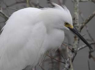 Aigrette neigeuse