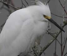 Aigrette neigeuse