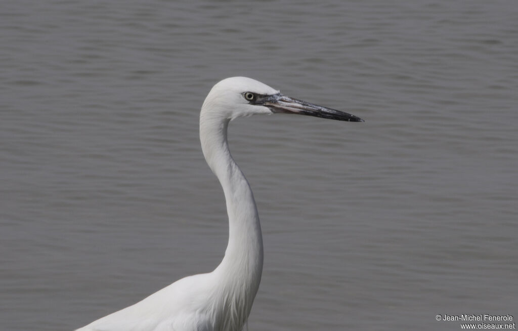 Aigrette roussâtre