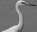 Aigrette roussâtre