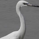 Aigrette roussâtre