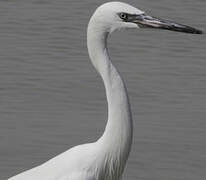 Reddish Egret